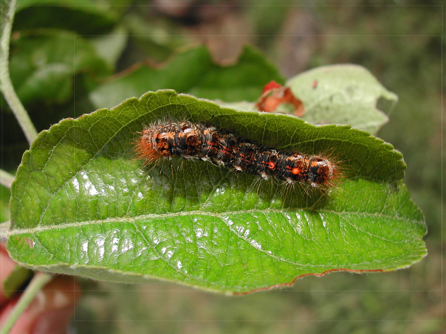 Larva e crisalide del M.Cimino